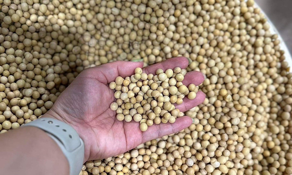 Ăn nhiều đậu nành có gây bệnh tuyến giáp?