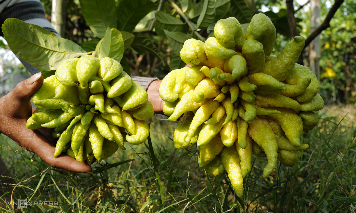 Bài thuốc trị bệnh từ quả phật thủ chưng Tết