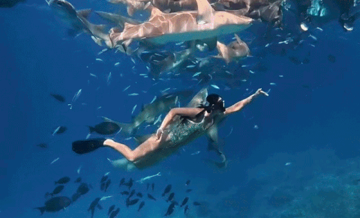 Ánh Viên bơi cùng cá mập ở biển Maldives