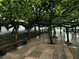 'Vua cây đa' khiến du khách như lạc vào rừng cổ tích